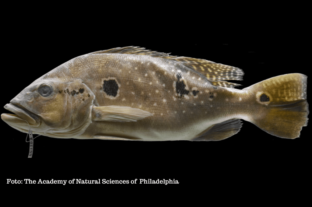 Cichla cataractae