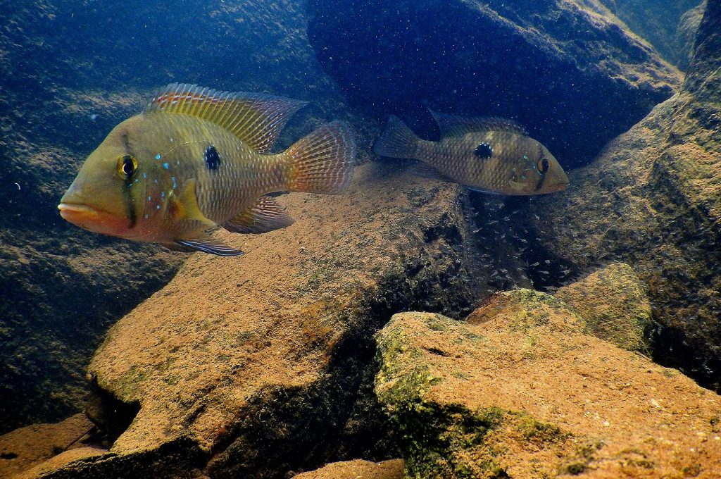 peixes do lagamar