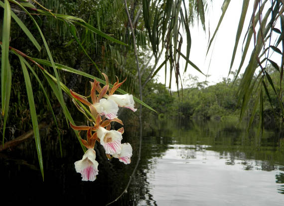 rio da pesca na Amazônia