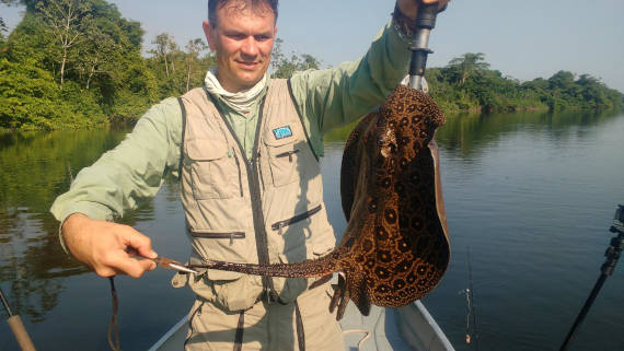 arraia encontrada do rio são benedito na pesca na Amazônia