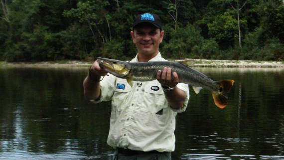 peixe bicuda da pesca na Amazônia