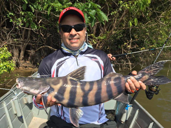 peixe dourada zebra fisgado da pesca na Amazônia