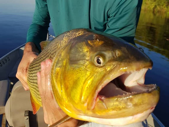 peixe dourado fisgado na pescaria no pantanal