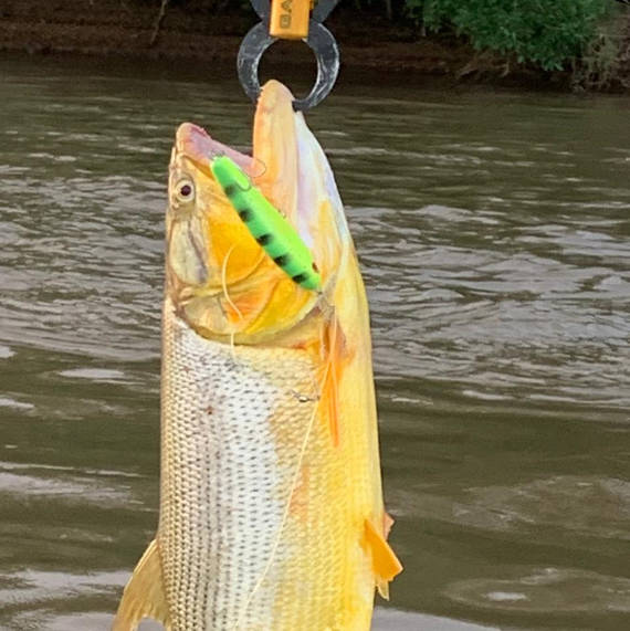 peixe dourado fisgado com isca artificial na pescaria no pantanal