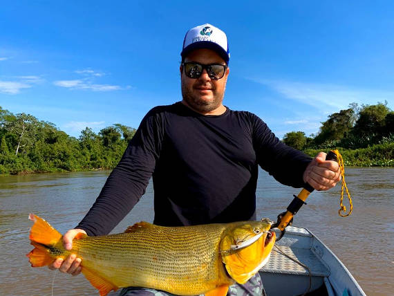 peixe dourado fisgado no rio Cuiabá na pescaria no pantanal