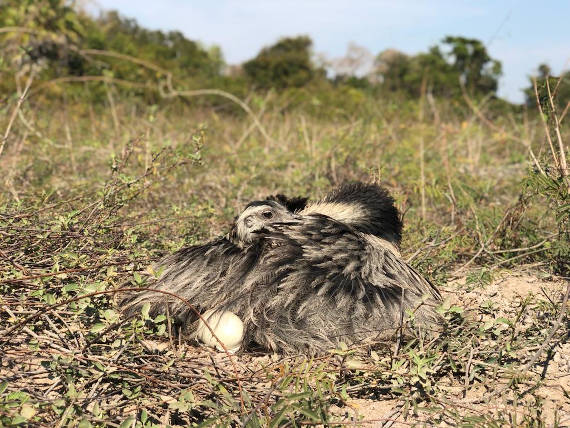 ema chocando encontrada na pescaria no pantanal