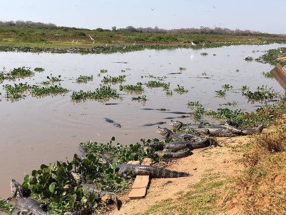 rio com jacarés caminho para pescaria no pantanal