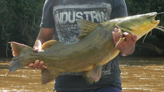 peixe jau fiscado no rio miranda na pescaria no pantanal