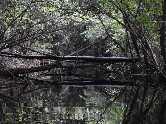 navegação em igarapes da pesca na Amazônia