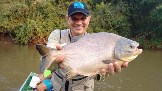 peixe pacu fisgado na pescaria no pantanal