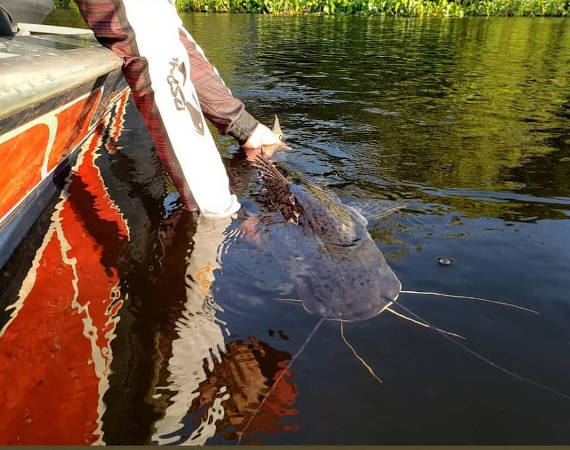 soltando peixe fisgado na pescaria no pantanal