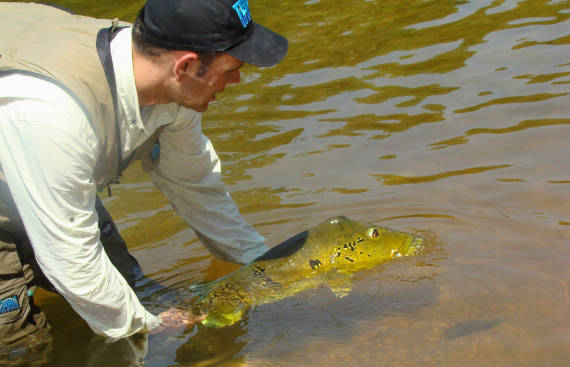 soltando peixe fisgado da pesca na Amazônia