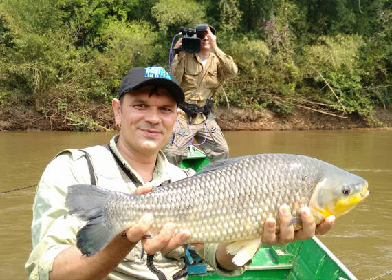 piauçu fisgado na pescaria no pantanal