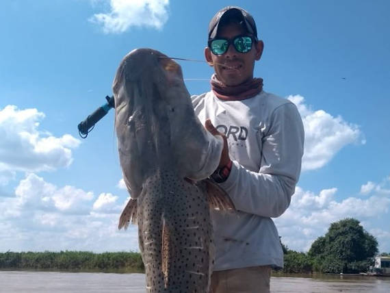 peixe pintado fisgado na pescaria no pantanal