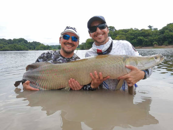 pirarucu fisgado no rio juma em pesca na Amazônia