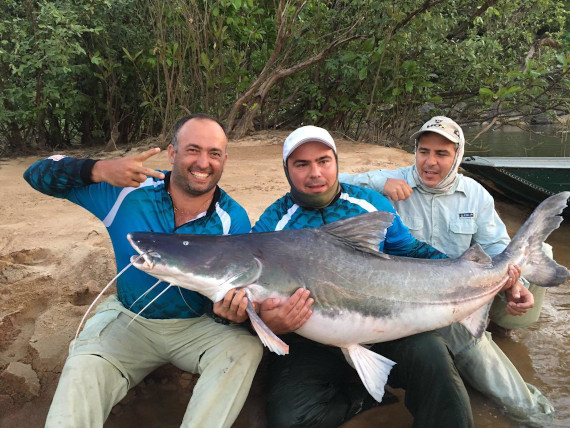 peixe piraiba fisgado da pesca na Amazônia