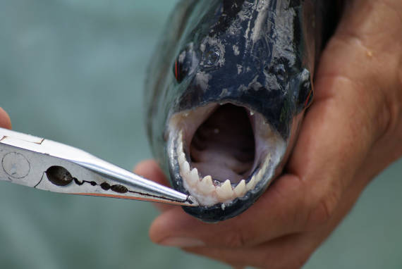 piranha preta encontrada na pesca na Amazônia