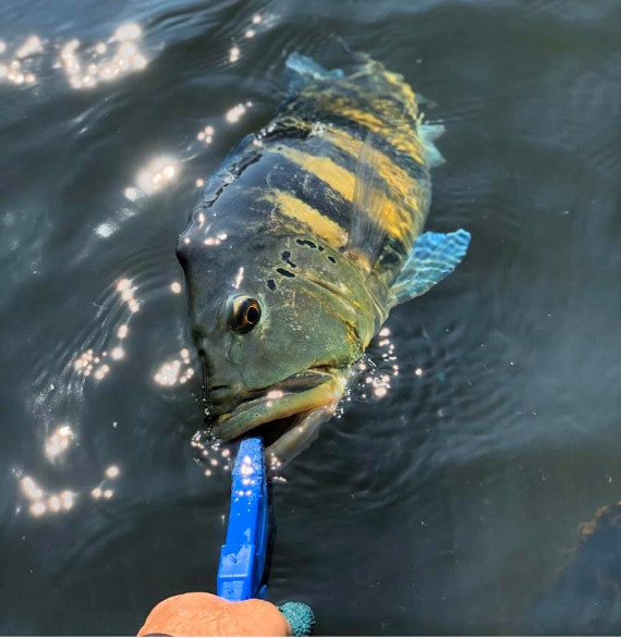 peixe tucunaré azul na pescaria no pantanal