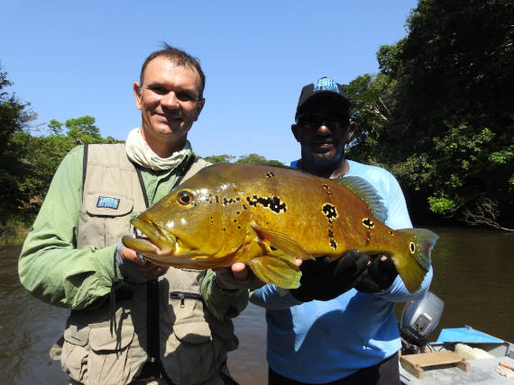 peixe tucunaré porteiro fisgado em pesca na Amazônia