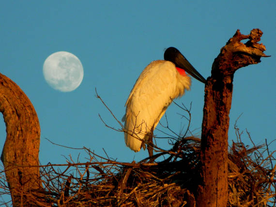 pássaro tuiuiú encontrado na pescaria no pantanal