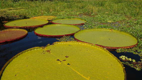 planta vitória regia da pesca na Amazônia