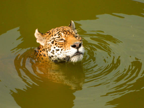 onça pintada encontrada na pesca na Amazônia